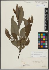 Foto von Salix appendiculata Vill.